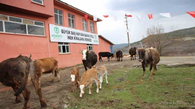 Ordu’da Hayvan Bakım Oteline Büyük İlgi - RayHaber