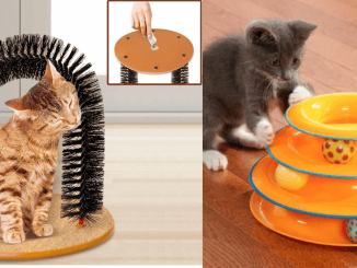 Kedi Maması Seçerken Nelere Dikkat Etmek Gerekir? En Güzel Kedi Oyuncakları Nelerdir? - RayHaber