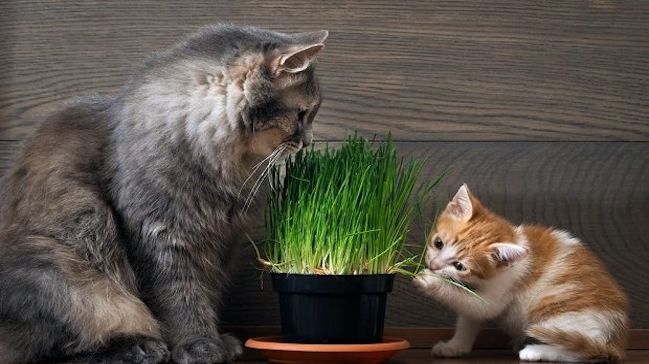 Почему кошка ест котят есть своих. Кошачья трава. Кот в зелени. Травка для кошек. Кошка ест траву.