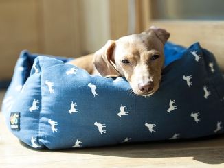 Köpek Yatakları ve Köpek Elbiseleri Hakkında Bilmeniz Gerekenler - RayHaber