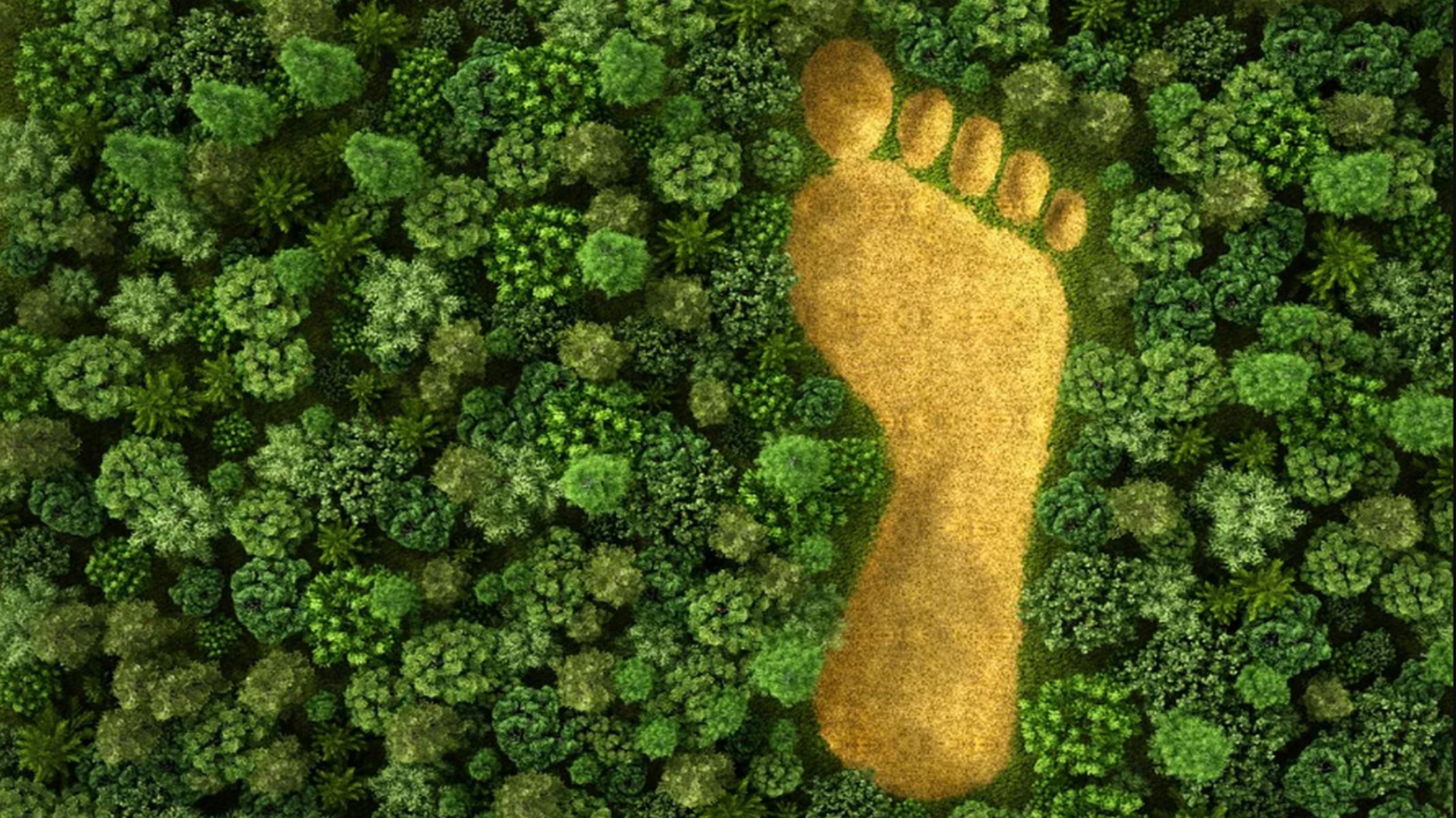 Was ist der ökologische Fußabdruck, wie kann er reduziert werden? Wie
