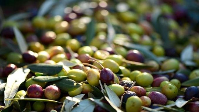 Zeytin Üretiminde Rekor Artış - RayHaber
