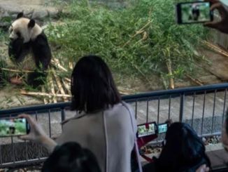Japonya, Çin’e Geri Gönderilecek Dört Pandaya Veda Ediyor - RayHaber