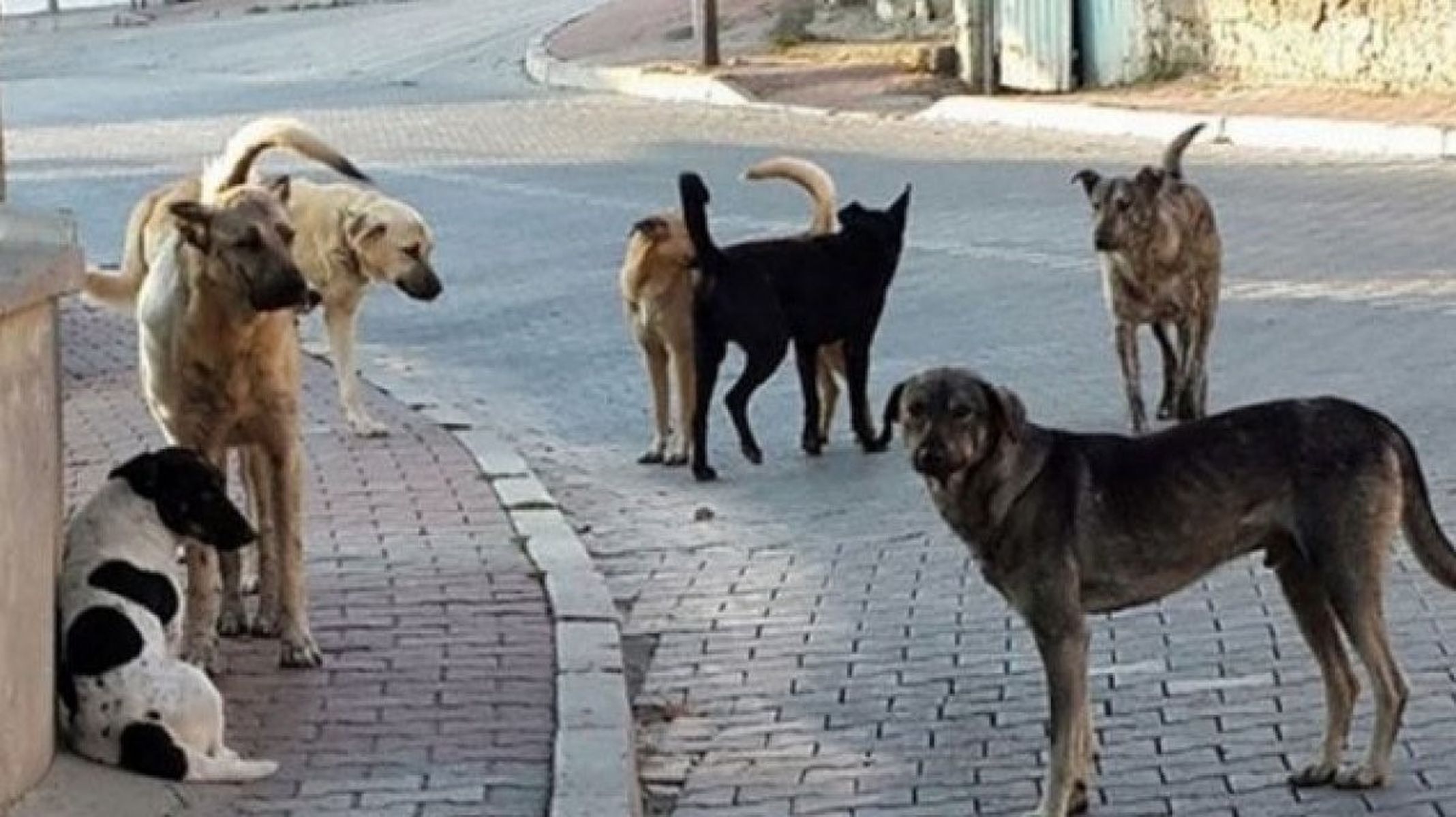 Stray Dogs Place Turkey Among the Most Risky Countries