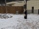 Çin'de Dev pandalar Karın Tadını Çıkarıyor - RayHaber