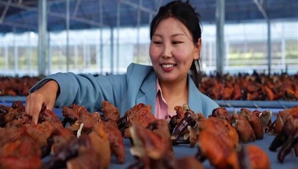 Tibet'te Gençleri İş Kurmaya Çeken Şey Nedir? - RayHaber