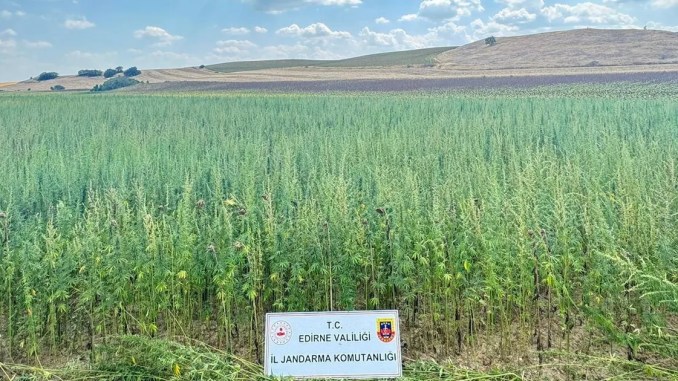 Edirne'de Binlerce Kök Kenevir Ele Geçirildi - RayHaber