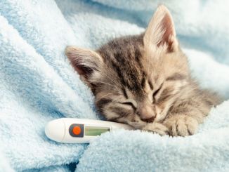 Kış Kapıda, Kedi Gribine Karşı Tedbirlerinizi Alın! - RayHaber