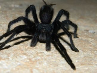 Köln Havalimanı’nda Tarantula Alarmı - RayHaber