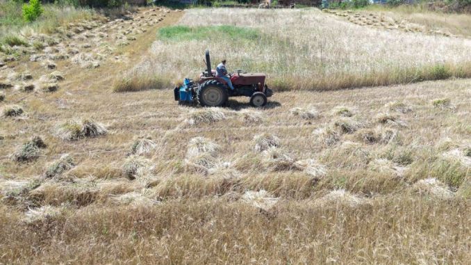 Ordu’da Siyez Buğdayı Hasadında Rekor Artış - RayHaber