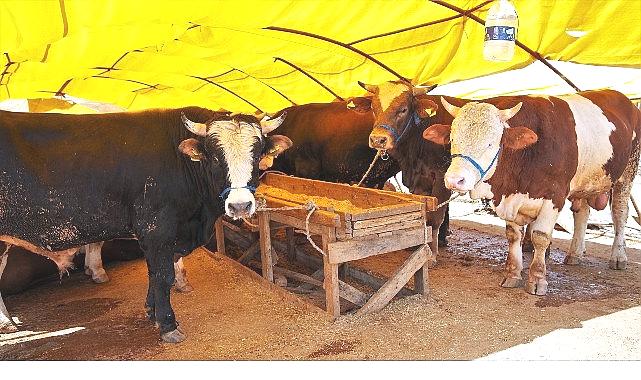 Keçiören'de Kurban Satış Alanı Başvuruları Başlıyor - RayHaber