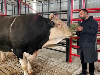 2026 Vacip Kurban Organizasyonu İçin Vuslat Derneği Hazırlıklarını Tamamladı - RayHaber