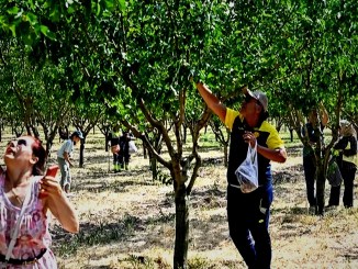 Başkentliler Ata Çiftliği'nde Hasat Yaptı - RayHaber