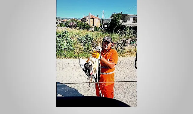 Milas’ta Yaralı Leylek Güvenli Ellere Teslim Edildi - RayHaber