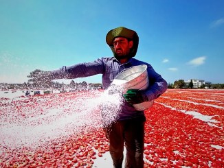 Torbalı'da Kuru Domates Mesaisi Başladı - RayHaber